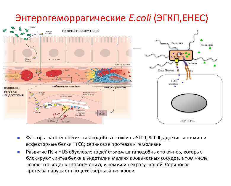 Энтерогеморрагические E. coli (ЭГКП, EHEC) n n Факторы патогенности: шигаподобные токсины SLT-I, SLT-II, адгезин