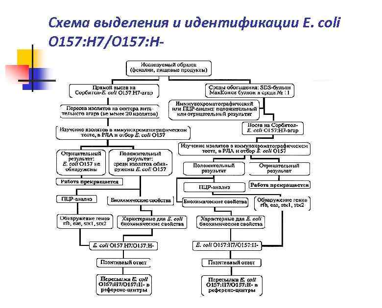 Схема выделения и идентификации E. coli O 157: H 7/O 157: H- 