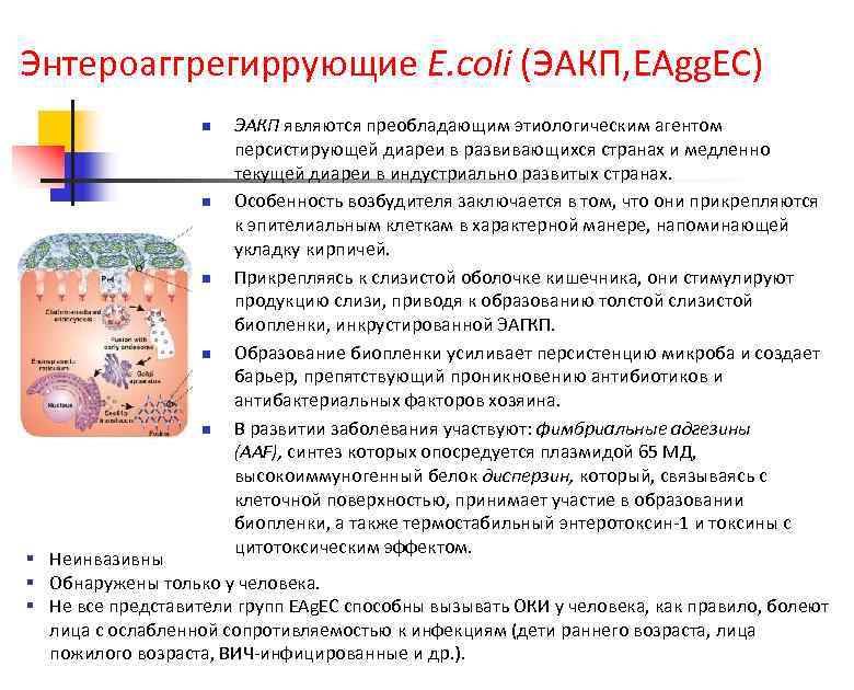 Энтероаггрегиррующие E. coli (ЭАКП, EAgg. EC) n n n ЭАКП являются преобладающим этиологическим агентом