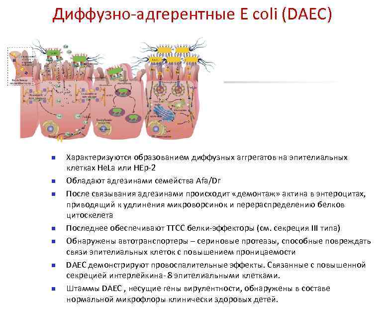 Диффузно-адгерентные E coli (DAEC) n n n n Характеризуются образованием диффузных аггрегатов на эпителиальных