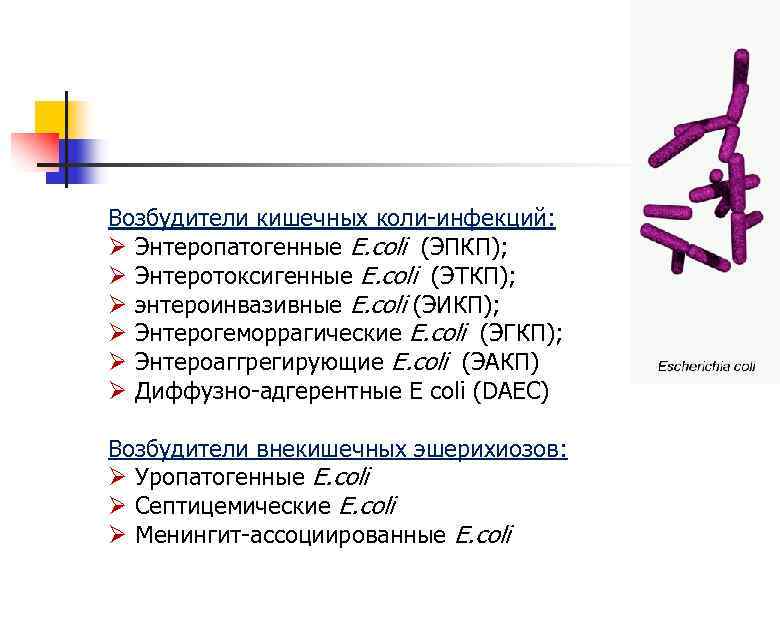 Возбудители кишечных коли-инфекций: Ø Энтеропатогенные E. coli (ЭПКП); Ø Энтеротоксигенные E. coli (ЭТКП); Ø