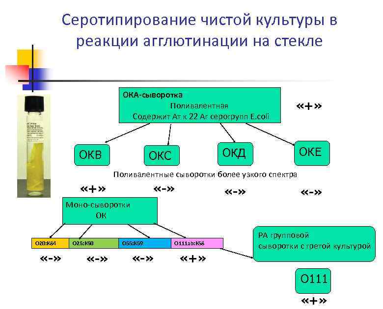 Серотипирование чистой культуры в реакции агглютинации на стекле ОКА-сыворотка Поливалентная Содержит Ат к 22