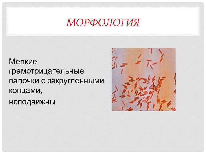 МОРФОЛОГИЯ Мелкие грамотрицательные палочки с закругленными концами, неподвижны 