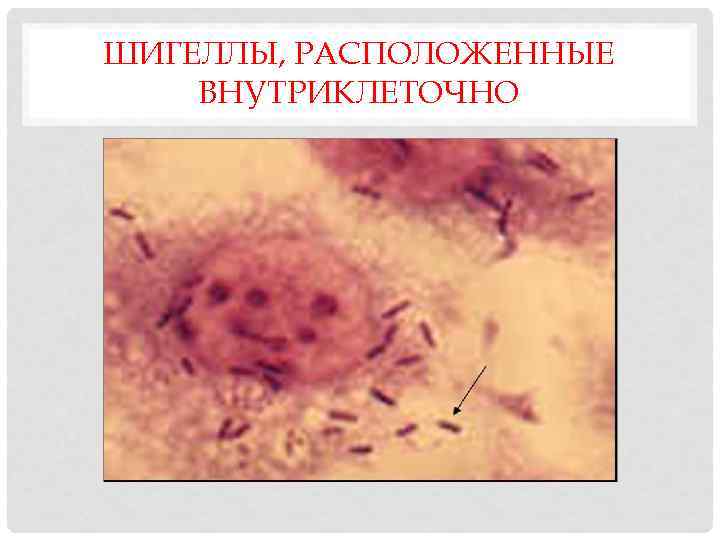 ШИГЕЛЛЫ, РАСПОЛОЖЕННЫЕ ВНУТРИКЛЕТОЧНО 