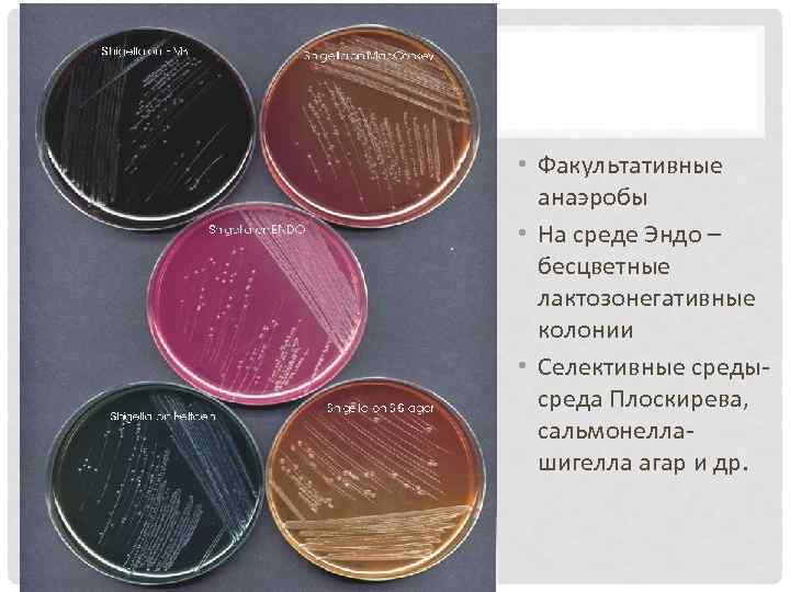  • Факультативные анаэробы • На среде Эндо – бесцветные лактозонегативные колонии • Селективные