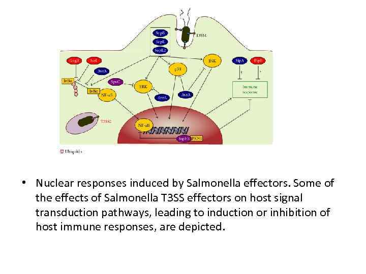  • Nuclear responses induced by Salmonella effectors. Some of the effects of Salmonella