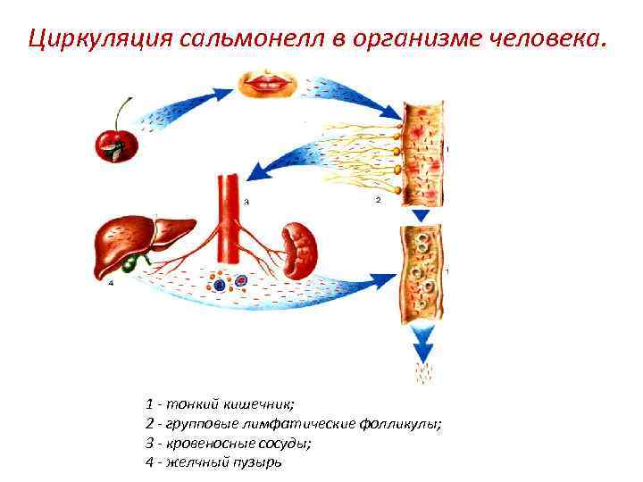 Циркуляция сальмонелл в организме человека. 1 - тонкий кишечник; 2 - групповые лимфатические фолликулы;