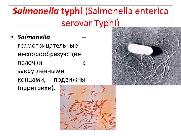 Salmonella typhi (Salmonella enterica serovar Typhi) • Salmonella – грамотрицательные неспорообразующие палочки с закругленными