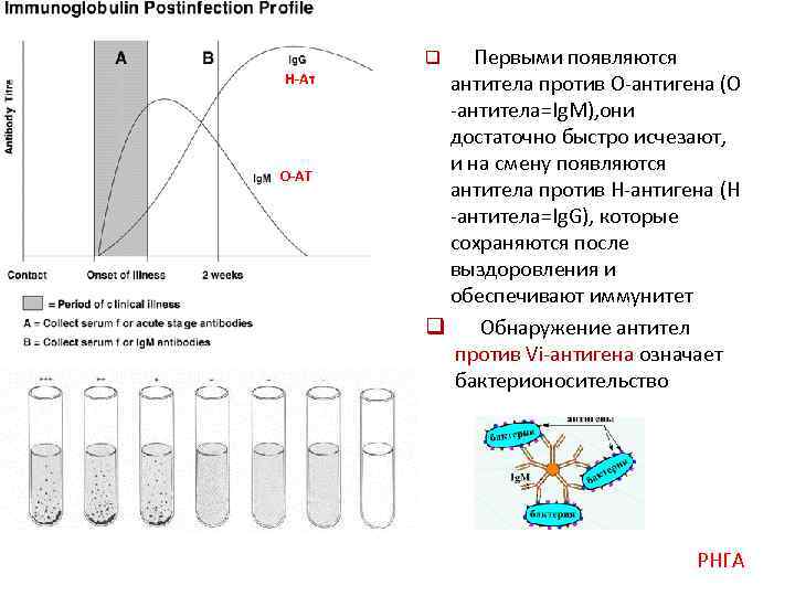 Н-Ат О-АТ q Первыми появляются антитела против О-антигена (О -антитела=Ig. M), они достаточно быстро