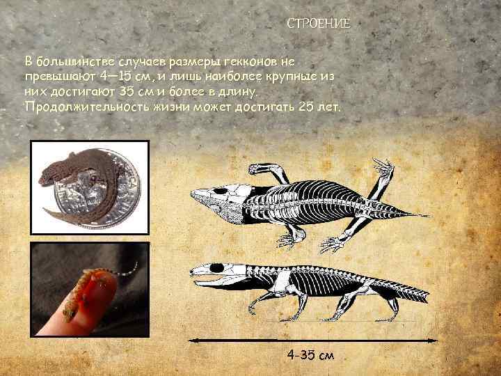 СТРОЕНИЕ В большинстве случаев размеры гекконов не превышают 4— 15 см, и лишь наиболее