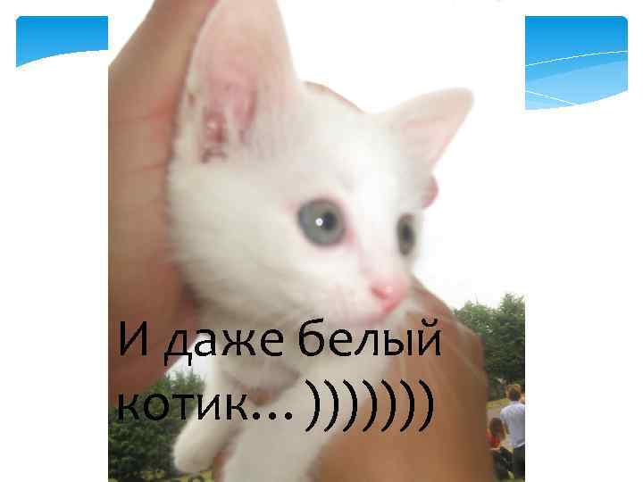 И даже белый котик…))))))) 