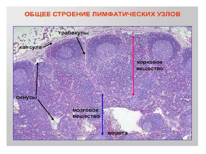 Препарат лимфатический узел гистология рисунок