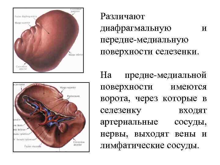 Малые размеры селезенки латынь. Селезенка медунивер строения. Макроскопическое строение селезенки. Селезенка строение латынь. Селезенка анатомия латынь.