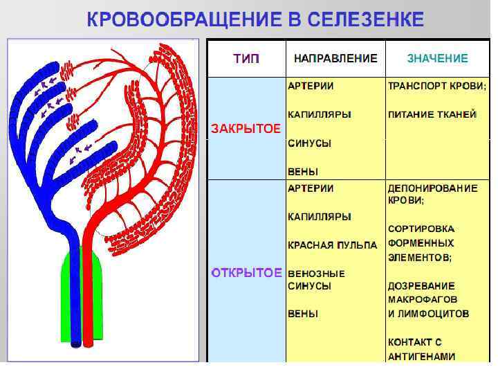 Кровоснабжение селезенки схема