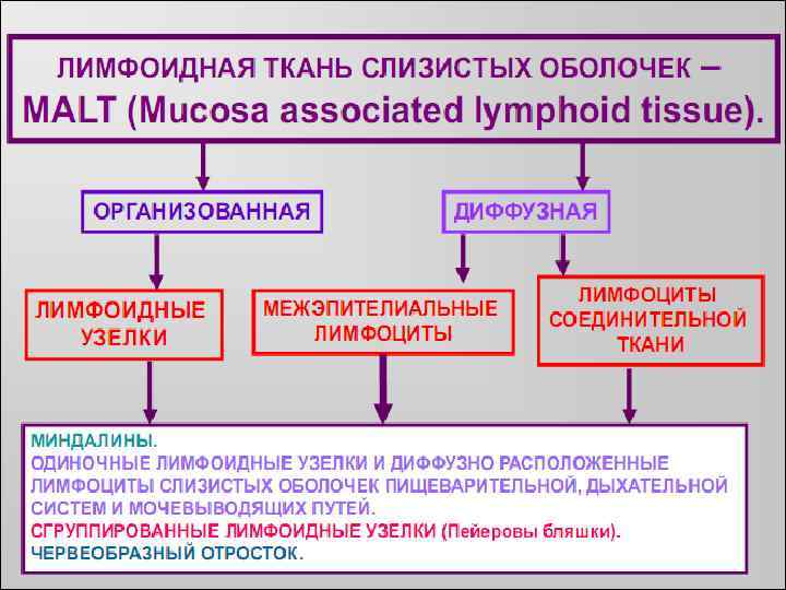 Лимфоидная ткань органы