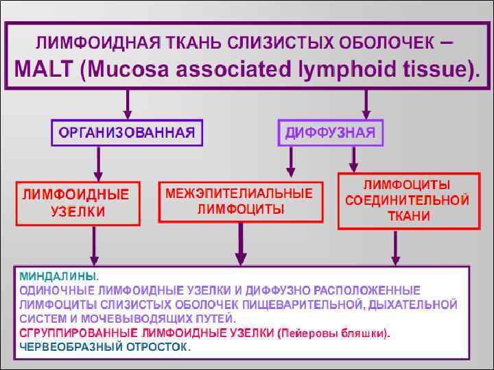 Лимфоидная ткань органы. Органы иммунологической защиты. Лимфоидная ткань ассоциированная со слизистыми оболочками. Основные компоненты лимфоидной ткани. Лимфоидная ткань слизистых оболочек.