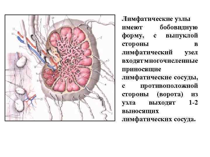 Лимфоузлы внутри. Внутреннее строение лимфатического узла. Строение лимфатического узла анатомия. Лимфатические узлы почки анатомия. Внутреннее строение лимфатического узла схема.
