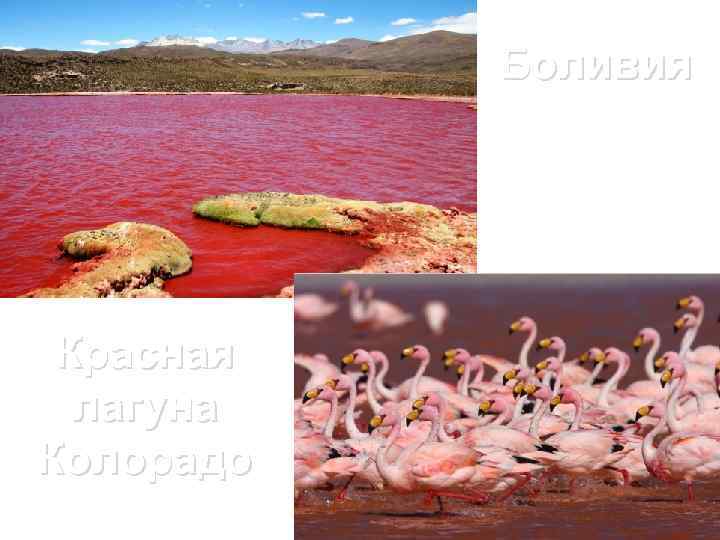 Боливия Красная лагуна Колорадо 