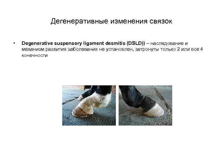 Дегенеративные изменения связок • Degenerative suspensory ligament desmitis (DSLD)) – наследование и механизм развития