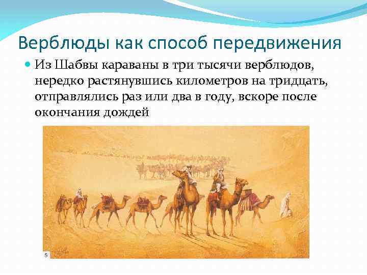 Верблюды как способ передвижения Из Шабвы караваны в три тысячи верблюдов, нередко растянувшись километров