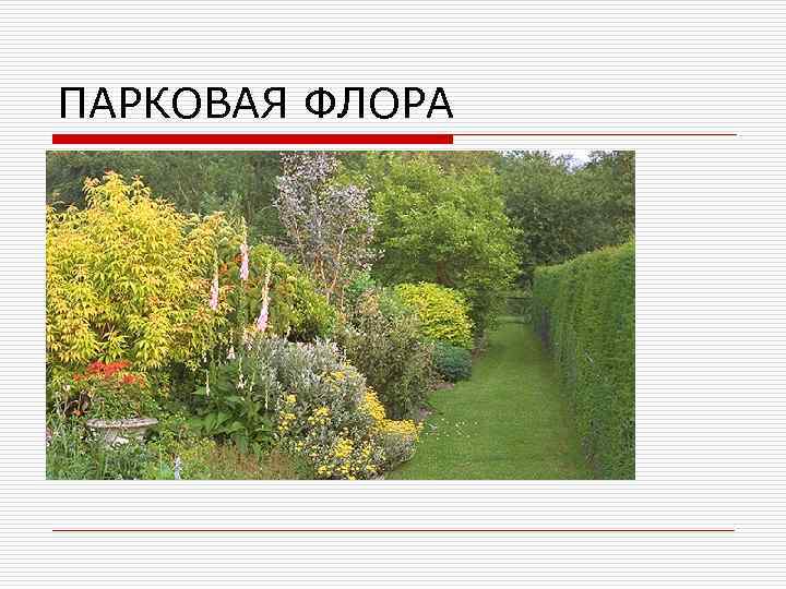 ПАРКОВАЯ ФЛОРА 