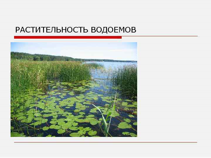 РАСТИТЕЛЬНОСТЬ ВОДОЕМОВ 
