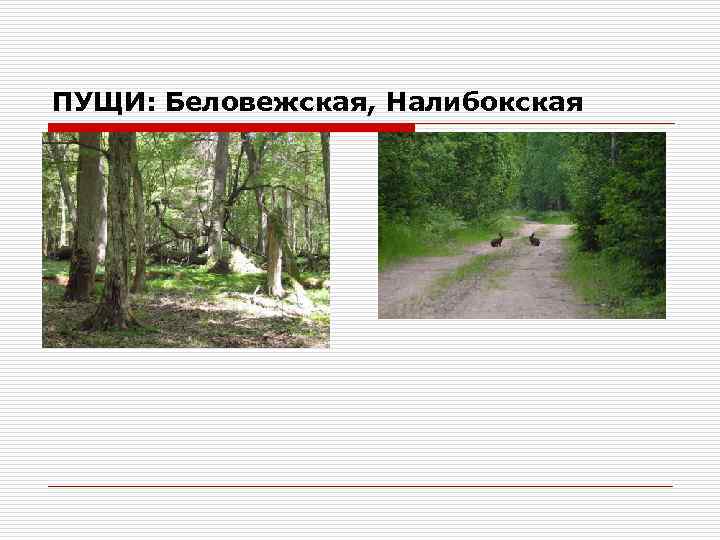 ПУЩИ: Беловежская, Налибокская 