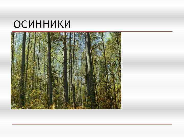 ОСИННИКИ 