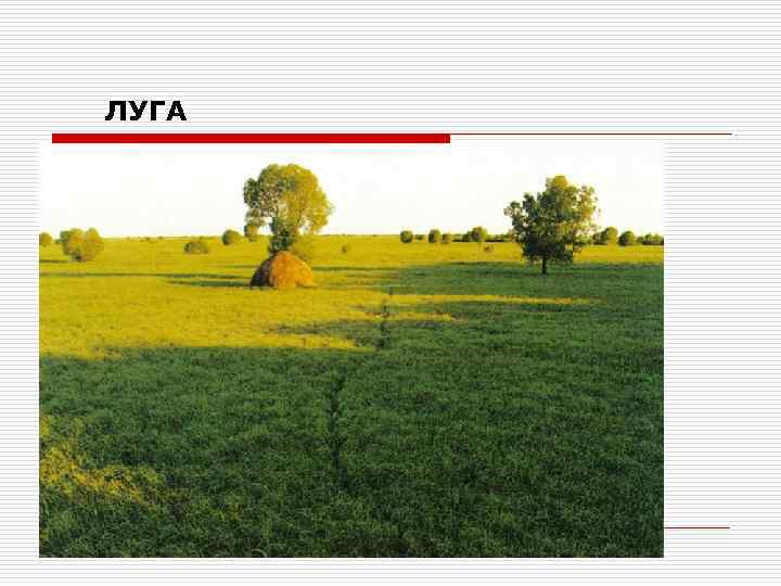 ЛУГА 