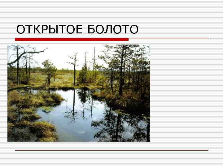 ОТКРЫТОЕ БОЛОТО 
