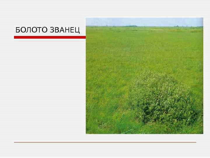 БОЛОТО ЗВАНЕЦ 