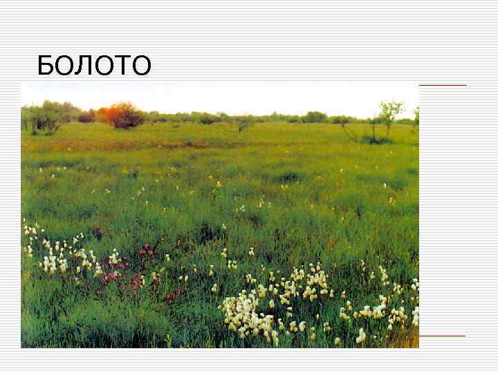 БОЛОТО 