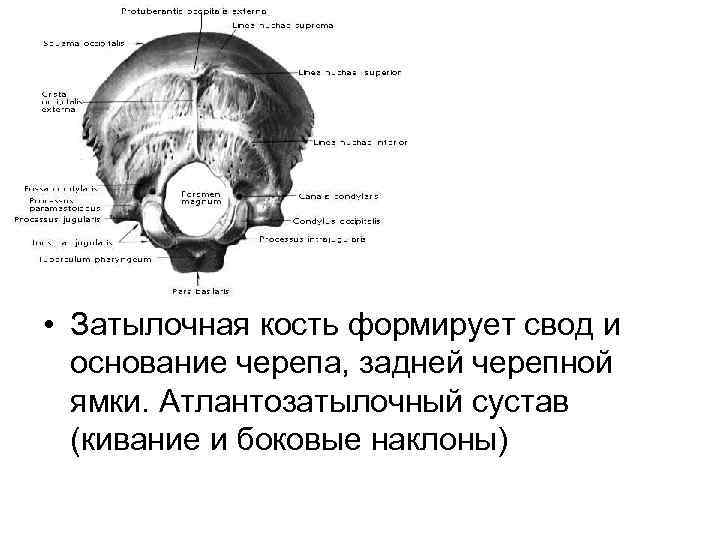  • Затылочная кость формирует свод и основание черепа, задней черепной ямки. Атлантозатылочный сустав