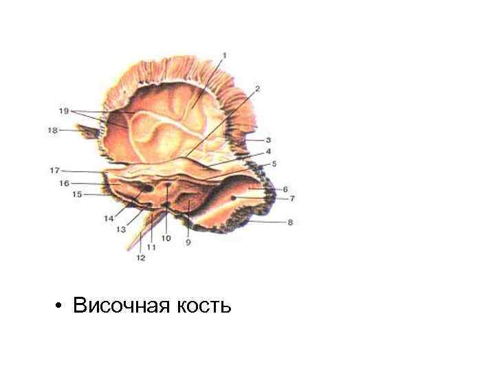  • Височная кость 