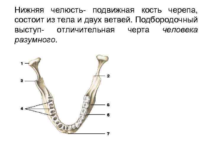 Нижняя челюсть- подвижная кость черепа, состоит из тела и двух ветвей. Подбородочный выступотличительная черта