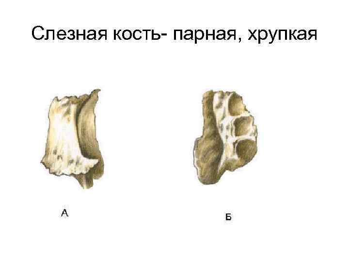 Слезная кость- парная, хрупкая 