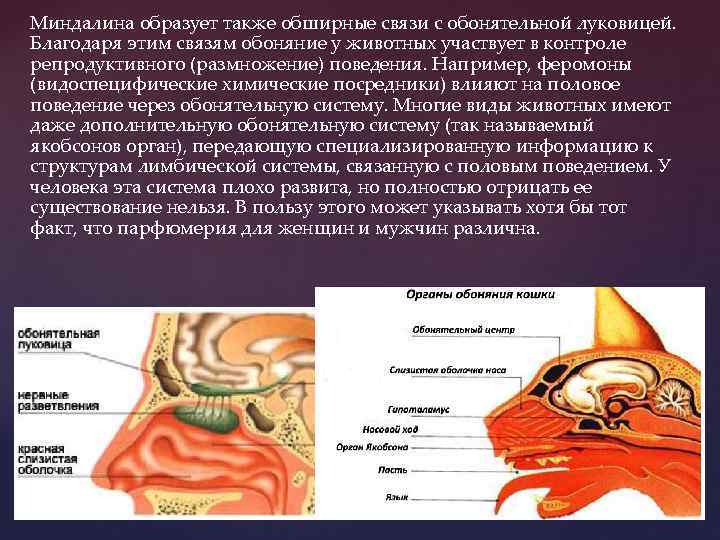 Миндалина образует также обширные связи с обонятельной луковицей. Благодаря этим связям обоняние у животных
