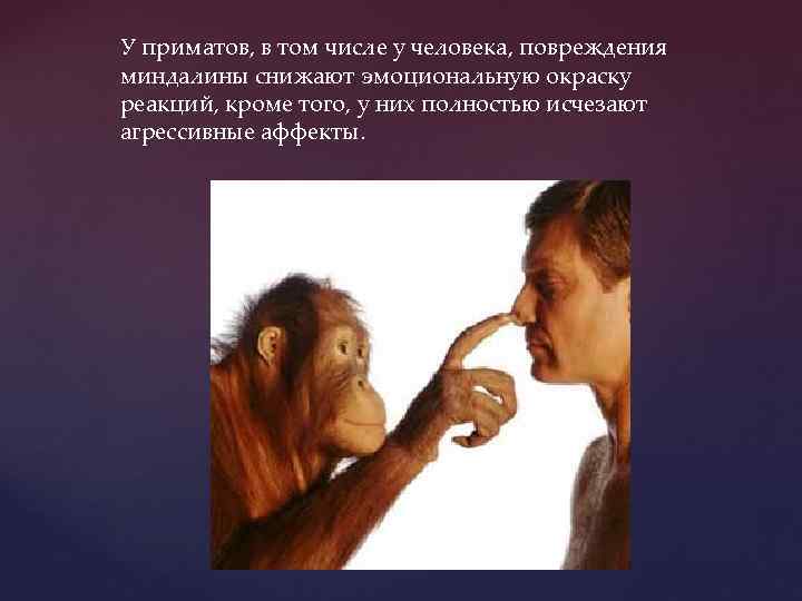 У приматов, в том числе у человека, повреждения миндалины снижают эмоциональную окраску реакций, кроме