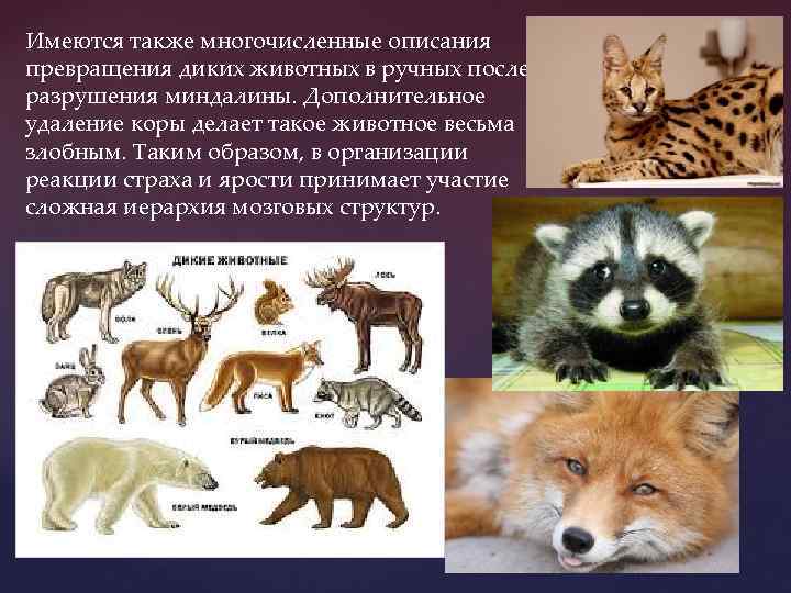 Имеются также многочисленные описания превращения диких животных в ручных после разрушения миндалины. Дополнительное удаление