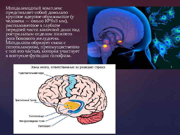 Миндалевидный комплекс представляет собой довольно крупное ядерное образование (у человека — около 10*8 x