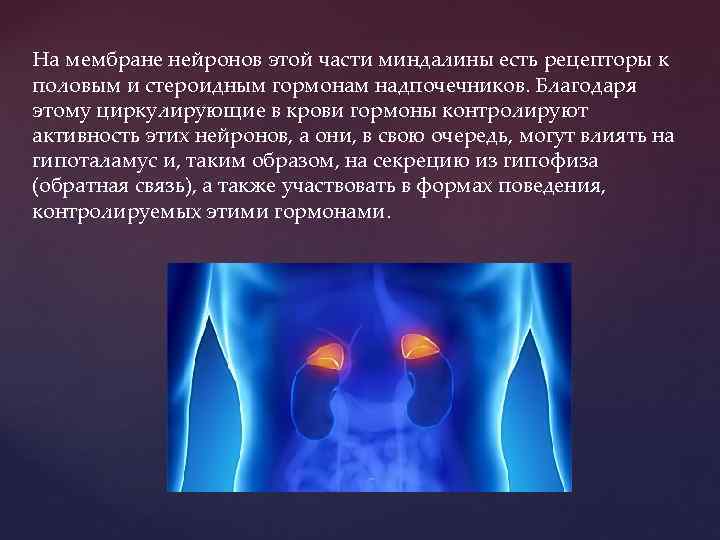 На мембране нейронов этой части миндалины есть рецепторы к половым и стероидным гормонам надпочечников.