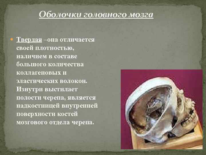 Оболочки головного мозга Твердая –она отличается своей плотностью, наличием в составе большого количества коллагеновых