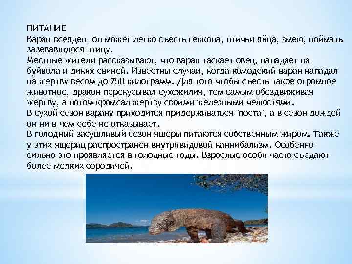 ПИТАНИЕ Варан всеяден, он может легко съесть геккона, птичьи яйца, змею, поймать зазевавшуюся птицу.