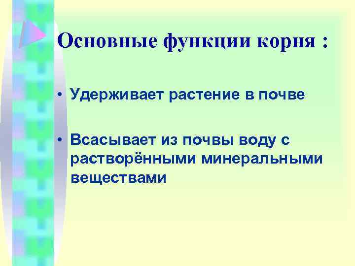 Основные функции корня : • Удерживает растение в почве • Всасывает из почвы воду