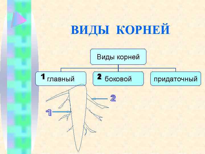 ВИДЫ КОРНЕЙ Виды корней главный боковой придаточный 