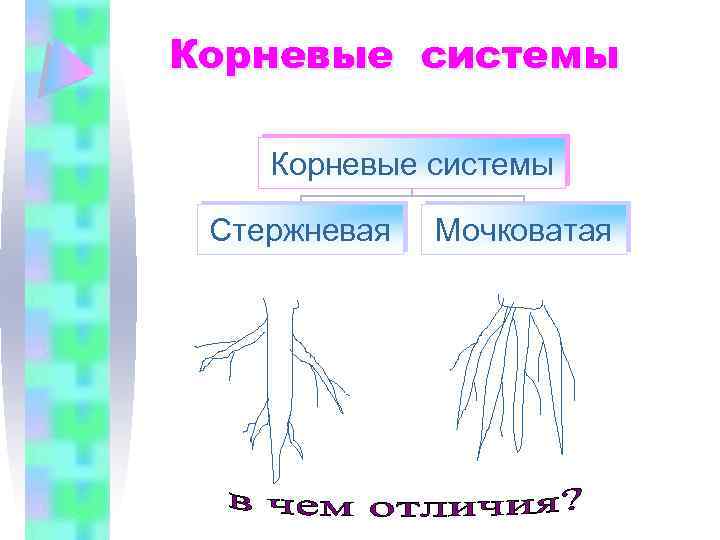 Корневые системы Стержневая Мочковатая 