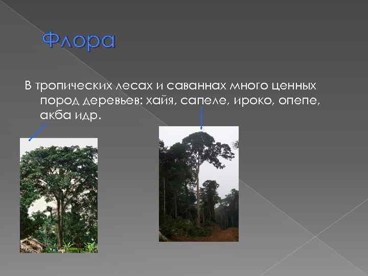 Флора В тропических лесах и саваннах много ценных пород деревьев: хайя, сапеле, ироко, опепе,