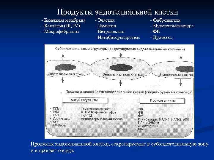 Продукты эндотелиальной клетки - Базальная мембрана - Коллаген (III, IV) - Микрофибриллы - Эластин