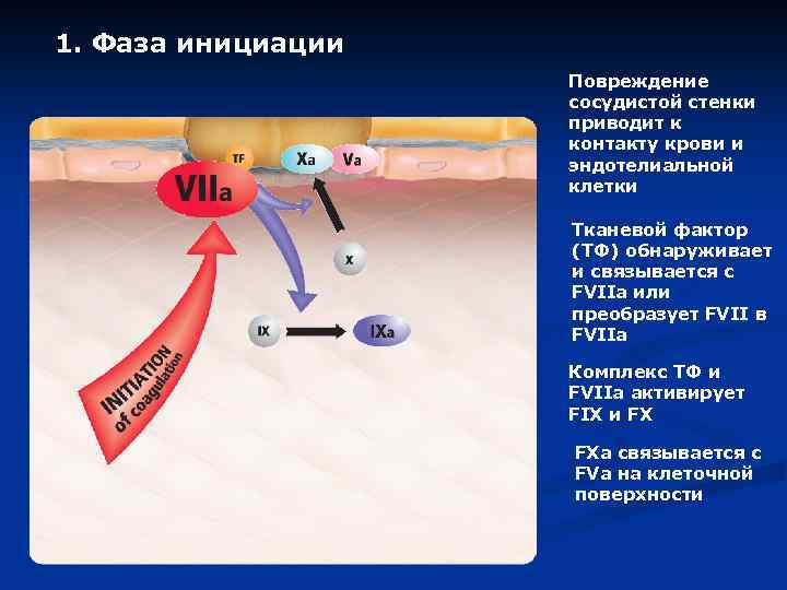 1. Фаза инициации Повреждение сосудистой стенки приводит к контакту крови и эндотелиальной клетки Тканевой