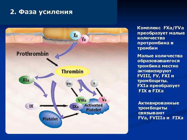 2. Фаза усиления Комплекс FXa/FVa преобразует малые количества протромбина в тромбин Малые количества образовавшегося